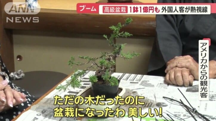オリジナルの盆栽が完成