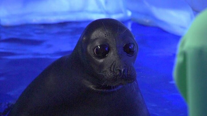 動物たちの可愛すぎる“食事タイム”に密着! ホワイトタイガーこだわりのディナーとは?