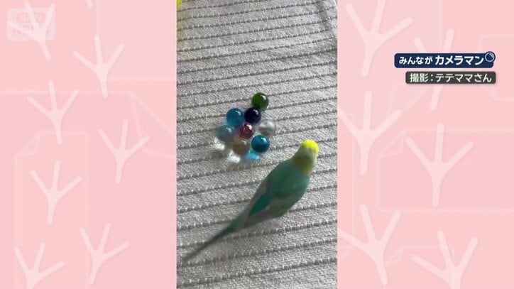 ビー玉に興味津々