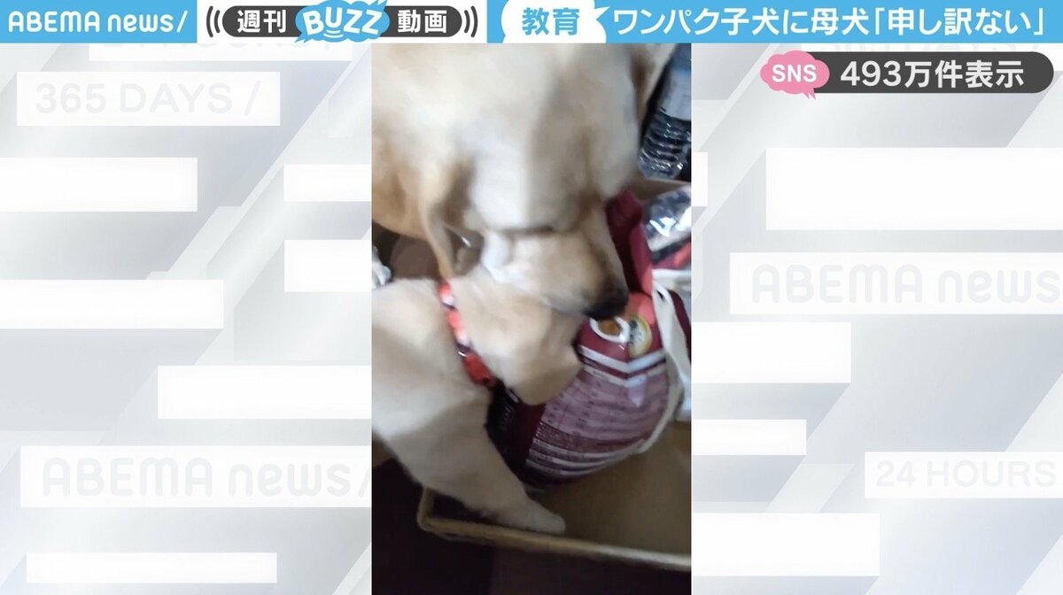 こら、やめなさい！全力でつまみ食いするラブラドールの“子犬”と