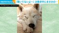 聞いてないよー!柴犬がまさかの吹雪に立ち往生する姿に「目ギュッてするの可愛い」と反響