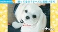 飼い主「お散歩行きたい？」可愛く首を傾げる犬の仕草に悶絶の声