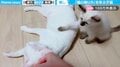 癒される…子猫が飼い主の真似して、先輩猫をなでる様子に「きゅんとする」「可愛すぎて胸が苦しい…」と話題沸騰