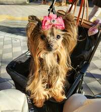 モト冬樹『妻の危機一髪』