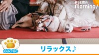 【映像】和室でゴロゴロする犬（拡大ショット）