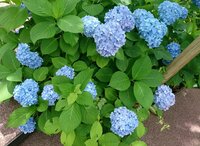 大島康徳『腹水の治療』