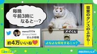 午前3時になると愛猫が父のお腹へダイブ！跳ぶ前の表情に「めっちゃ凛々しい」「今夜も跳ぶぜ！って顔」