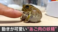 【映像】カエルが見せた秀逸リアクション