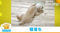 【映像】ごはん皿を枕に寝落ちした“食いしん坊犬”