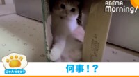 【映像】猫が入った箱をかじる2匹の犬