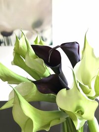 稲垣吾郎『奇跡は朝に訪れた』