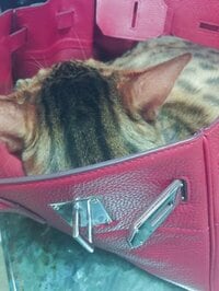 叶姉妹『アァーッ❗️❗️お支度❤️をしておりましたら…、そ、それは、ダメ~~!って言ったのに…✨✨ 』