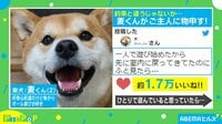 「一緒に遊ぼうって言ったのに」庭で飼い主を待ちわびた柴犬 感情ダダ漏れの“笑撃リアクション”がクセになる