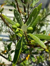 戸田恵子『ちいさなしあわせ。』