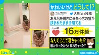 お風呂を覗きにきた猫がカワイイ