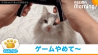 【映像】ご飯が欲しい猫の“可愛すぎる”アピール方法