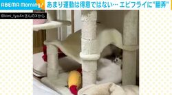 あまり運動は得意ではない…エビフライに“翻弄”される猫がSNSで話題「鈍臭いところが愛らしい」「くるん！ってなるの可愛すぎ」