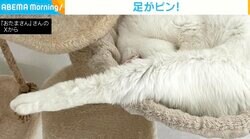 「キャットタワーで見かけた謎の物体」丸まって寝ている猫の“独特な姿勢”が話題に