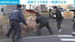国道でブタ逃走 一時通行止め