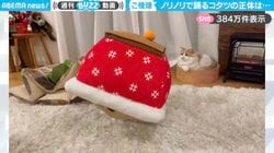 「思わず声出たw」“ノリノリで踊るコタツ”からトイプードルが出てくる瞬間に「疲れがぶっとびました」「楽しそうに出てくるの可愛い」