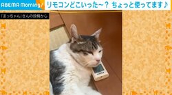 ウトウト眠る猫 リモコンを枕代わりにする“キュートな姿”に「マイ枕」「いい高さなんだろうね」と話題