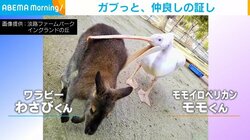 ワラビーをクチバシで挟む鳥 いきすぎた“愛情‘に「やんちゃだね」「恐竜みたい」の声