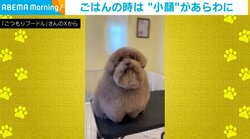 全身ふわふわのトイプードル→食事時の“笑撃的”な小顔姿に「何かわからんかった笑」「キュートですね！」と反響