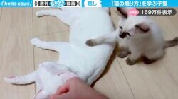 癒される…子猫が飼い主の真似して、先輩猫をなでる様子に「きゅんとする」「可愛すぎて胸が苦しい…」と話題沸騰