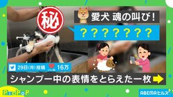 シャワーをかけられた柴犬が“鬼の形相” 歯茎出して怒る姿に「可愛すぎてキュンキュン」「洗う側も洗われる側も修行」反響続々