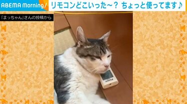 猫 枕代わり セール