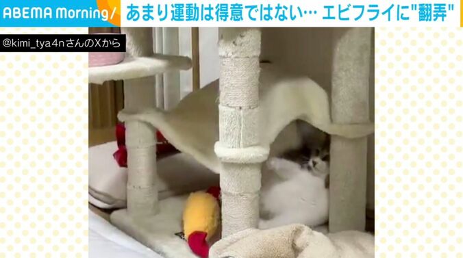 猫のきみちゃん