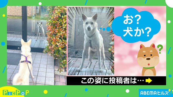 鏡面に映る姿を見つめるイヌに伝えたい“飼い主の気持ち”「世界一可愛いあなたの姿ですよと教えたい」 1枚目