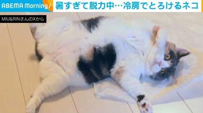みゅーちゃん