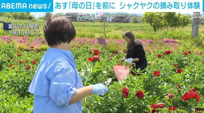 シャクヤクの摘み取り体験の様子