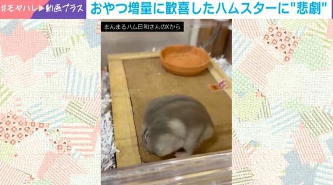 ハムスターのはむきちくん