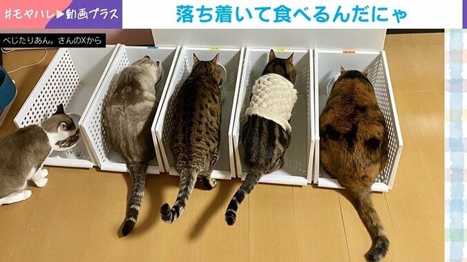 普段の食事の様子