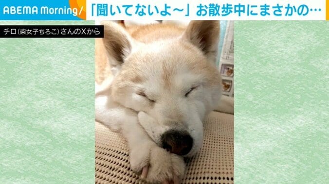 柴犬のチロちゃん