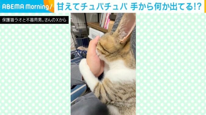 子ネコのラオくん