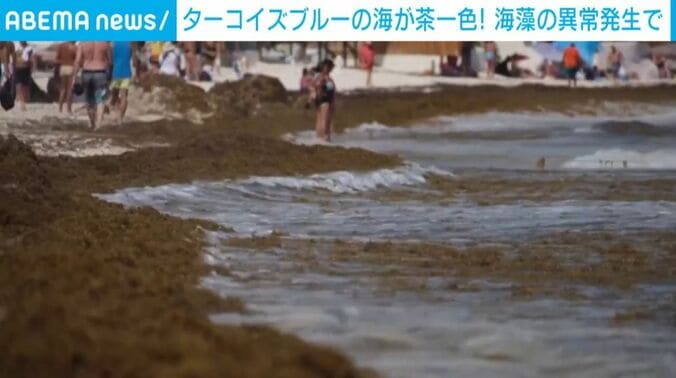 サルガッサムに覆われた海