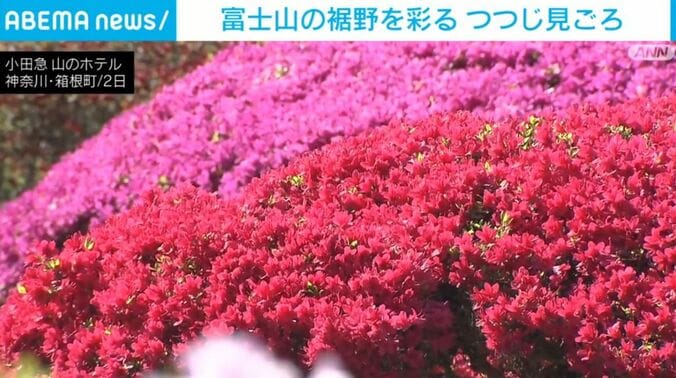 つつじ