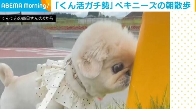 ペキニーズのてんてんくん