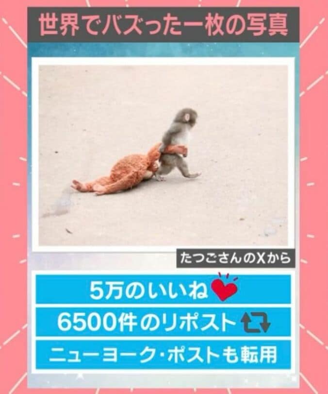 パンチくんが世界でバズった写真