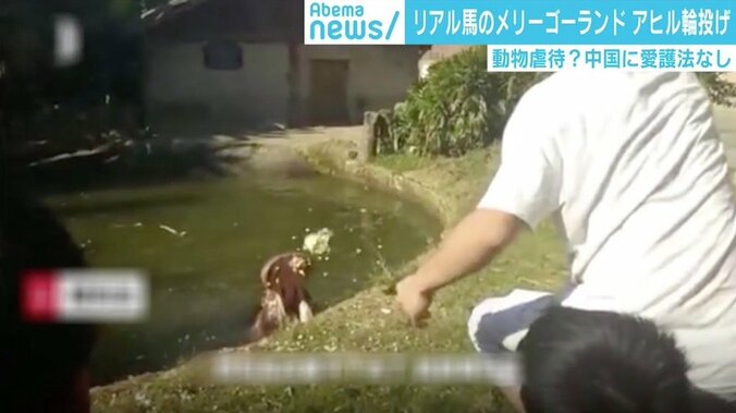 クレーンゲームに生きた猫、梱包され配送される犬も…中国で動物へのトンデモ行為が横行 5枚目