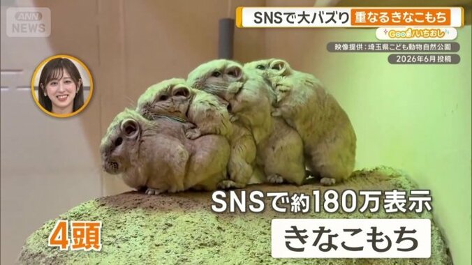 まるで“きなこもち”
