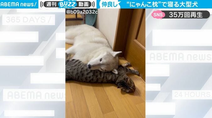 シベリアンハスキーが仲良し猫を“ニャンコ枕”にしてリラックス…お互いを必要としてる関係性に反響「尊い」 1枚目