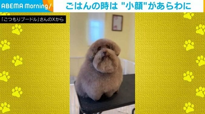 トイプードルのちろるちゃん（9歳）