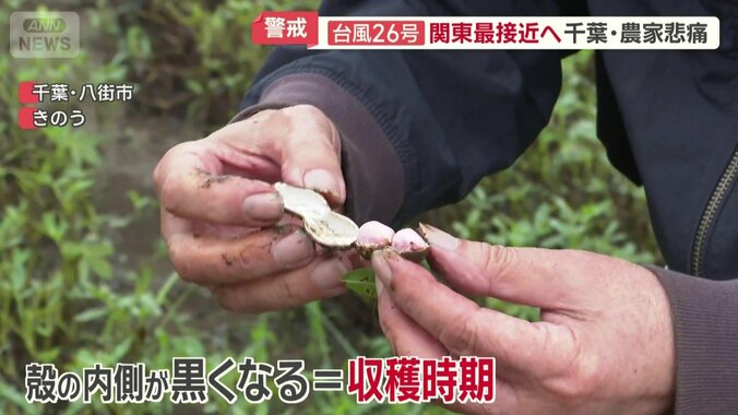 現在の落花生の状態は