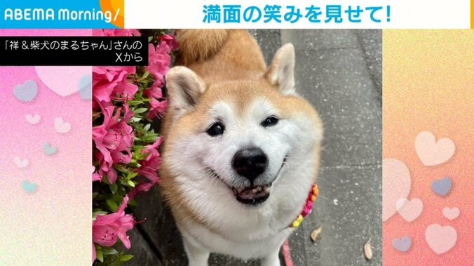 柴犬のまるちゃん（12歳）