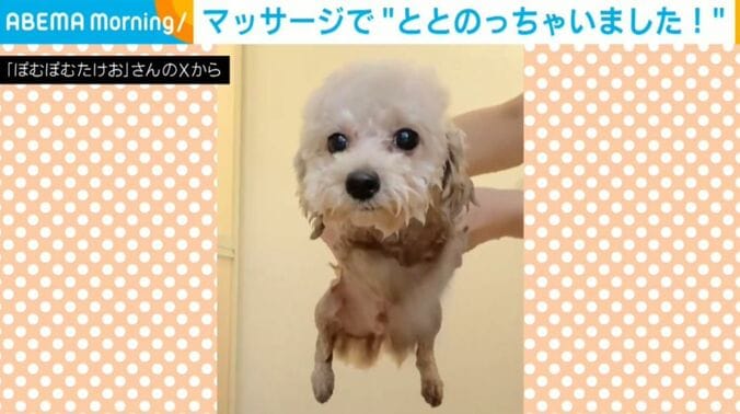 ぽむぽむたけおくん