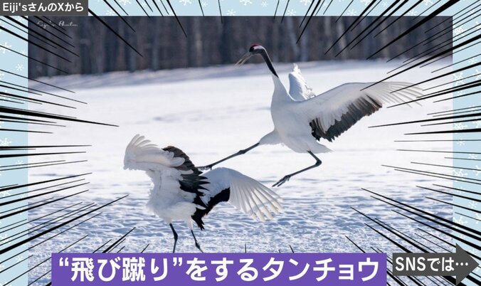 飛び蹴りするタンチョウ